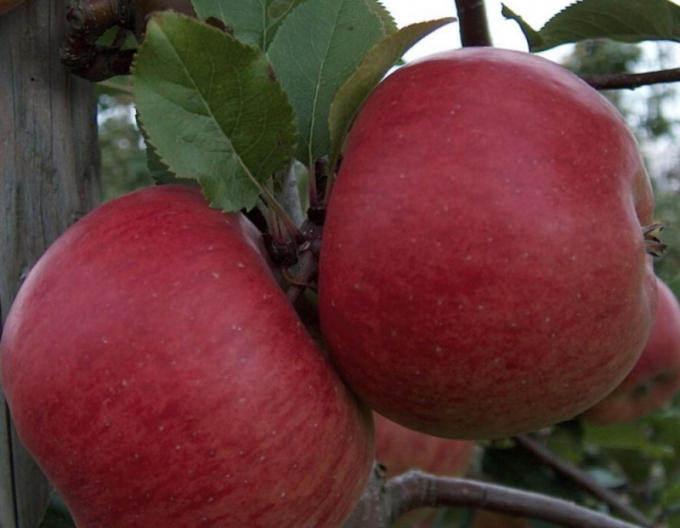 Pom de măr ´Topaz´ 5l