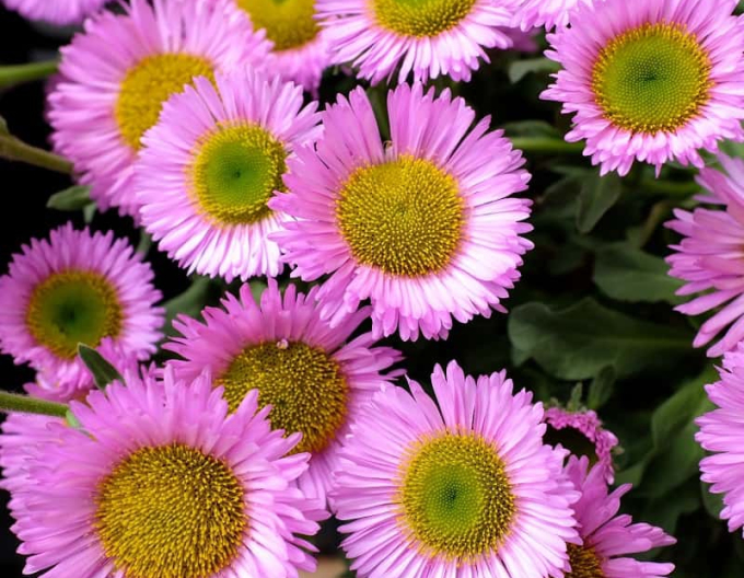 Erigeron ´Sea Breeze´