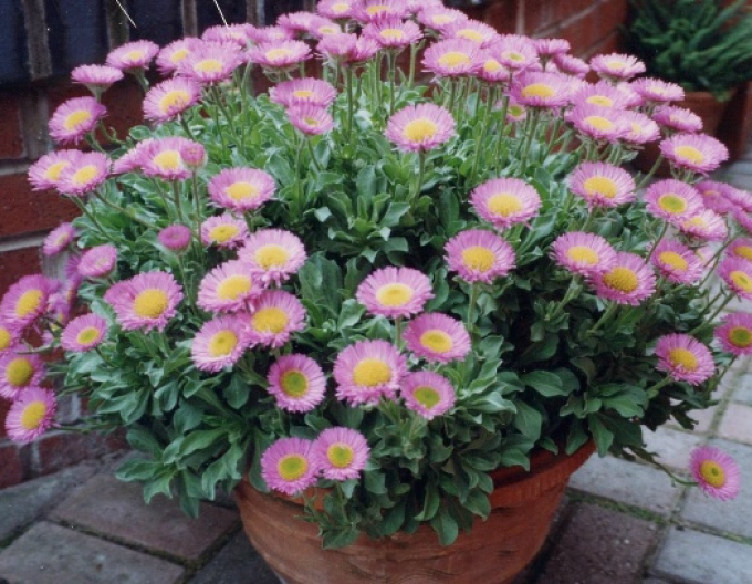 Erigeron ´Sea Breeze´
