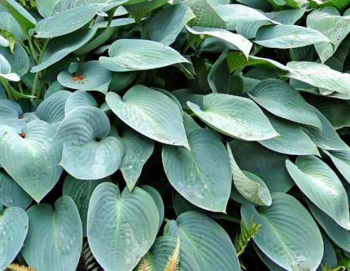Crin de toamnă - Hosta ´Blue Cadet´