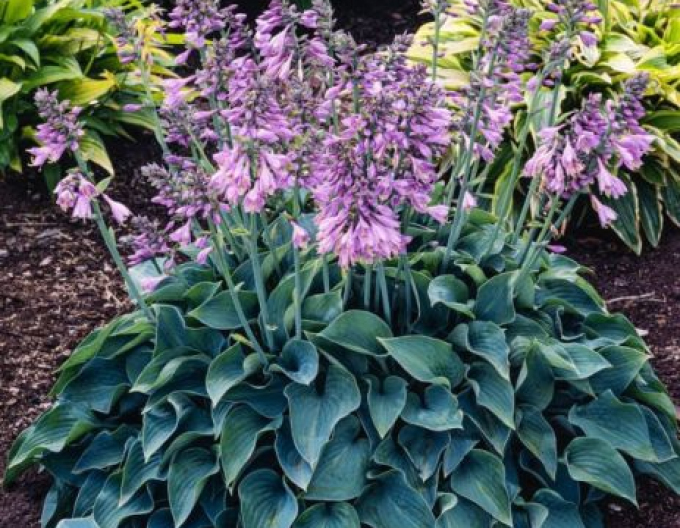 Crin de toamnă - Hosta ´Blue Cadet´