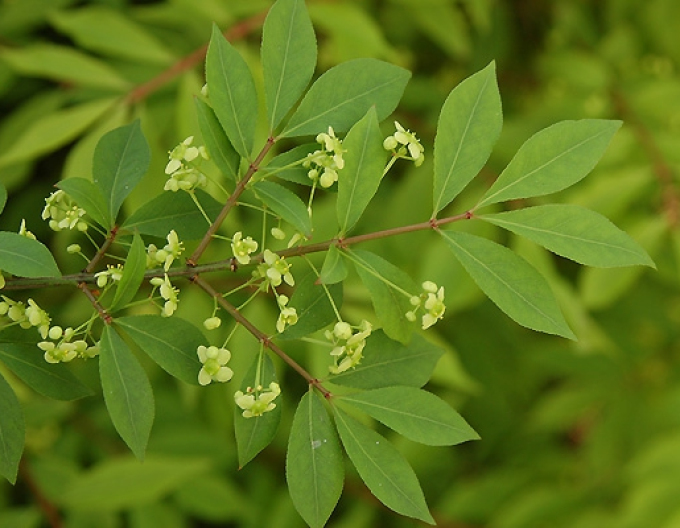 Euonymus alatus 40-50cm