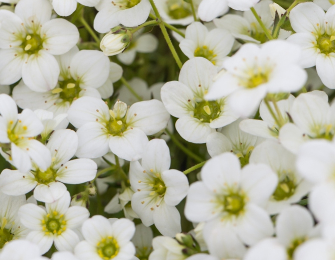 Saxifragă ´Rockies White´