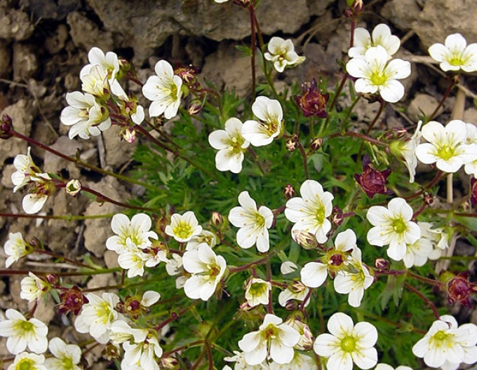 Saxifragă ´Rockies White´