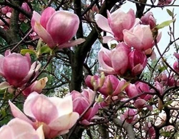 Magnolia ´Satisfacție´