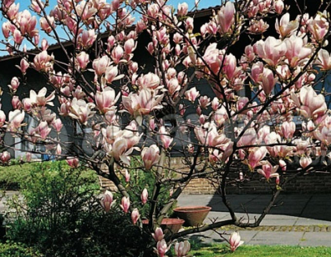 Magnolia ´Satisfacție´