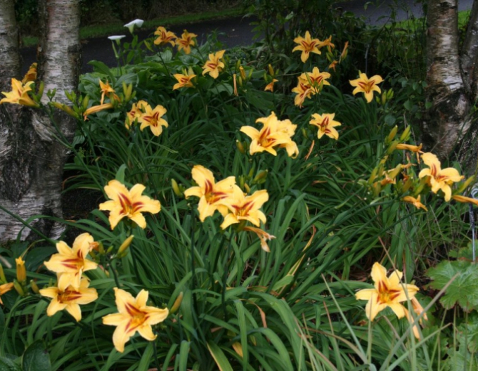 Crin de o zii  Bonanza