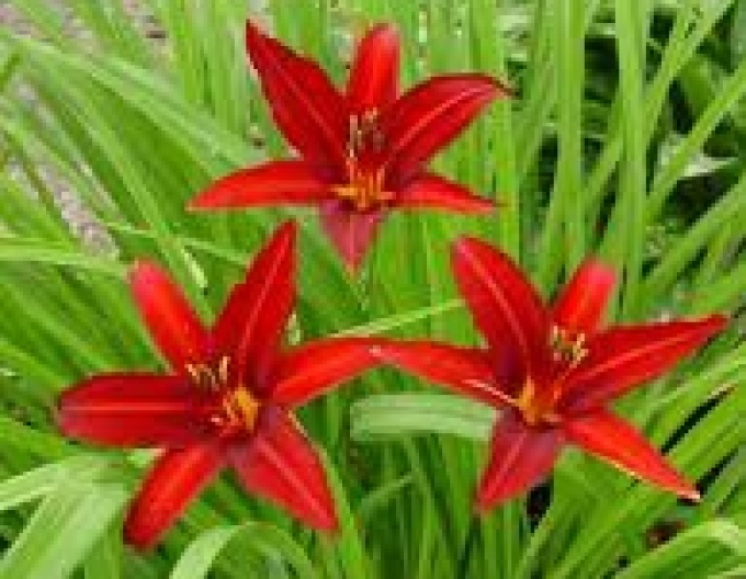 Crin de o zi Crimson Pirate