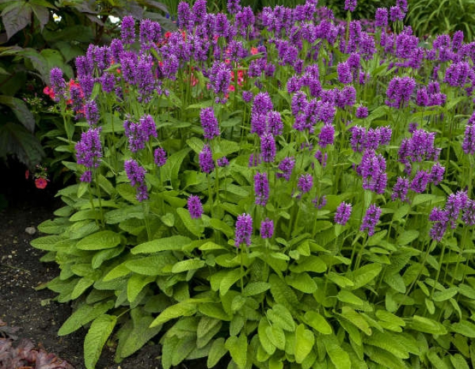 Agastache "Hummelo