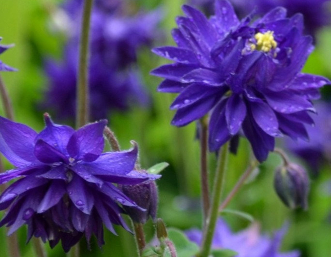 Vultur albastru de Barlow