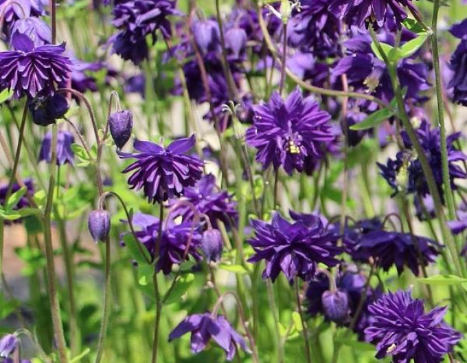 Vultur albastru de Barlow