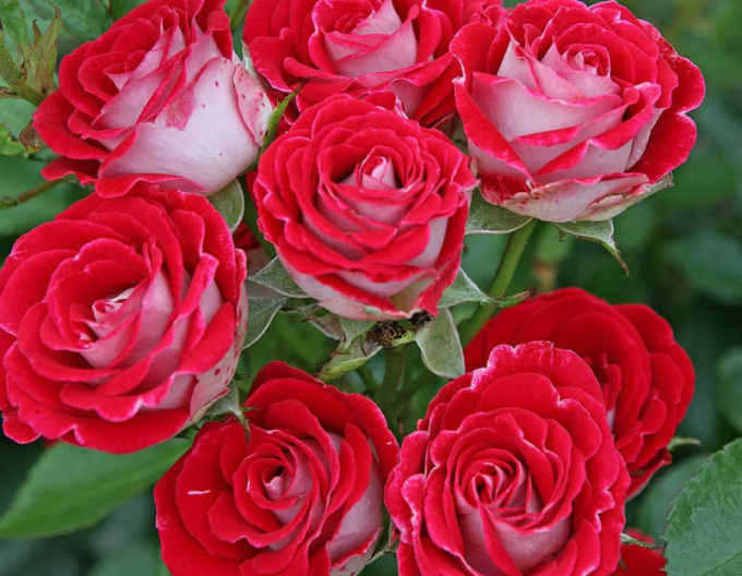 Tradifir pomișor ´Red White´