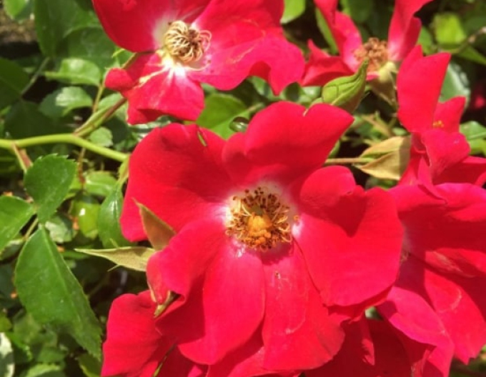 Trandafir suspendat Sommerabend