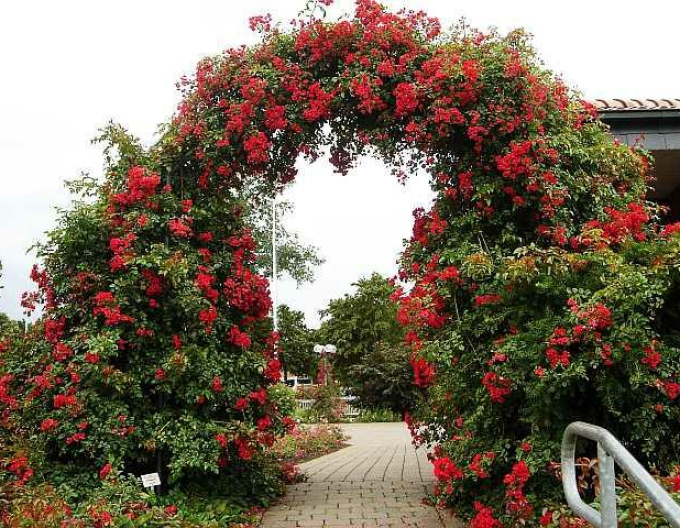 Trandafir suspendat Sommerabend