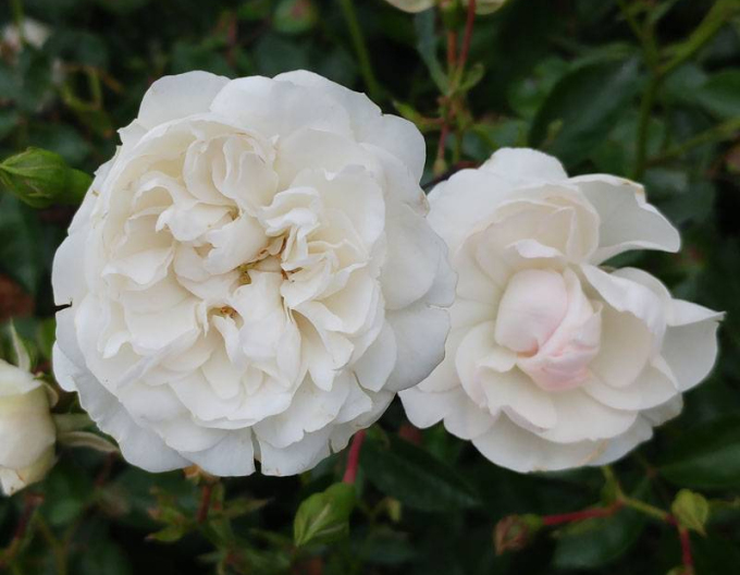 Trandafir pomișor Swany