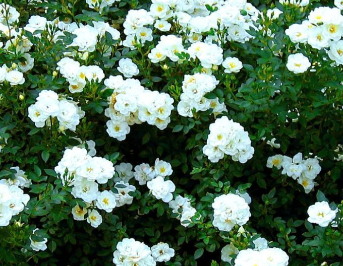 Trandafir pomișor Swany