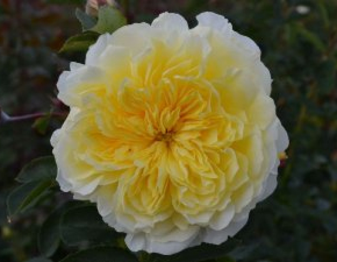 Trandafir pomișor Solemio