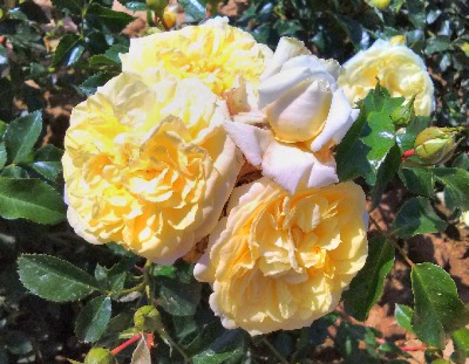 Trandafir pomișor Solemio