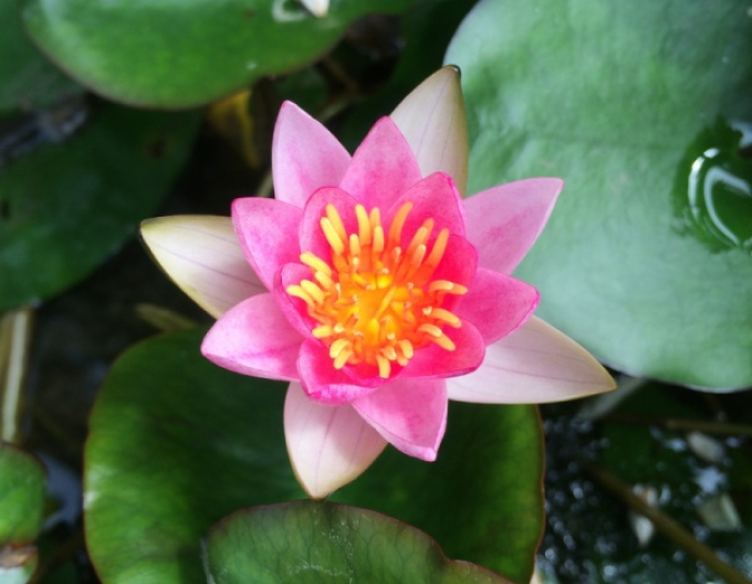 Nufăr Laydekeri Lilacea