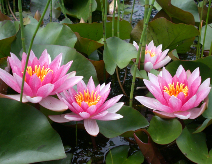 Nufăr Laydekeri Lilacea