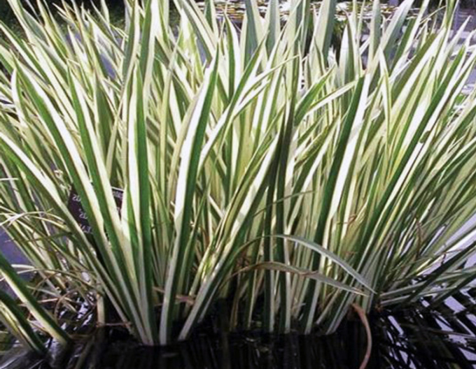 Acorus ´Variegatus´