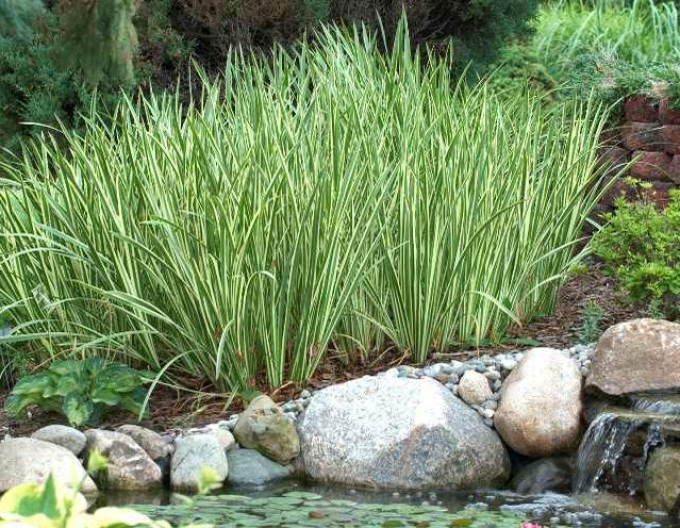 Acorus ´Variegatus´