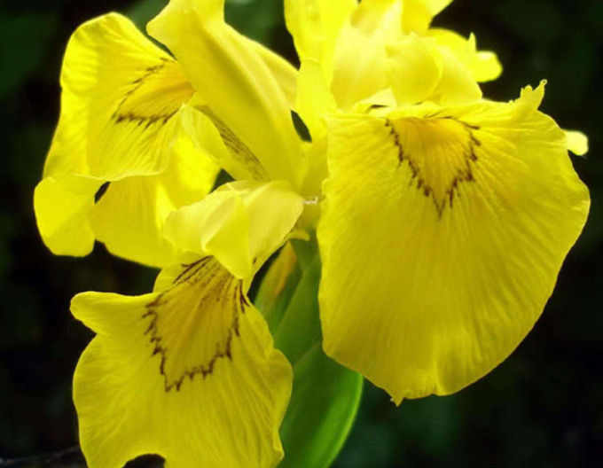 Iris ´Flore Pleno´