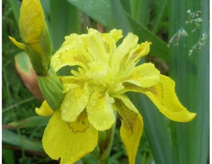 Iris ´Flore Pleno´