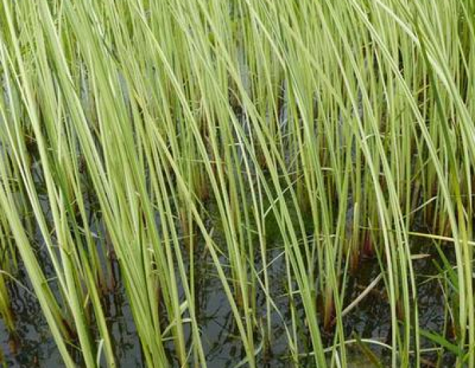 Obligeană´ Albescens´