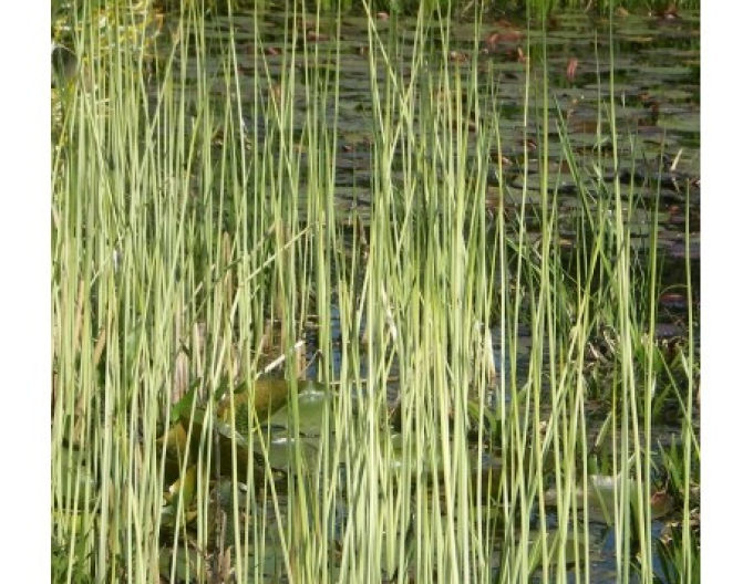 Obligeană´ Albescens´