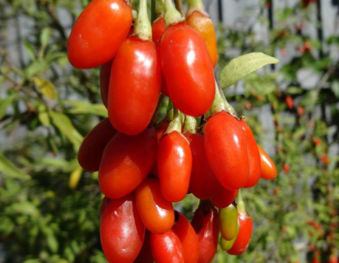 Goji chinezesc Grosfruchtig
