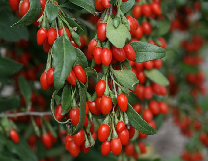 Goji chinezesc Grosfruchtig