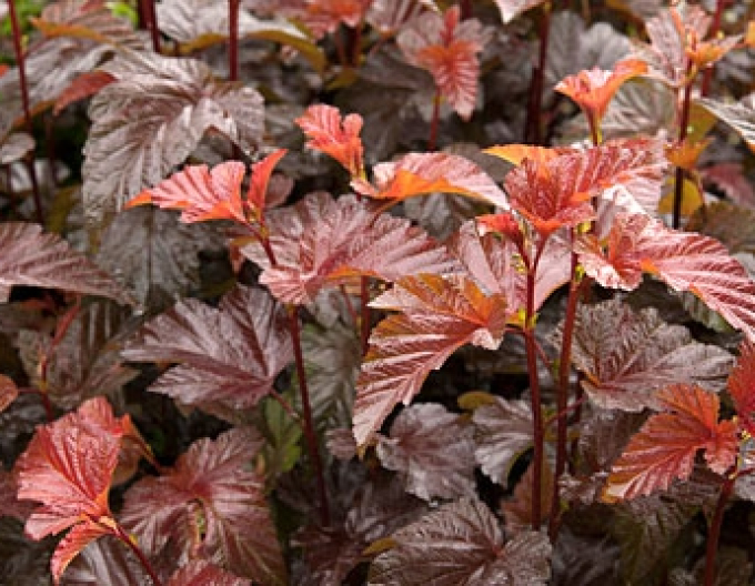 Physocarpus Lady in Red