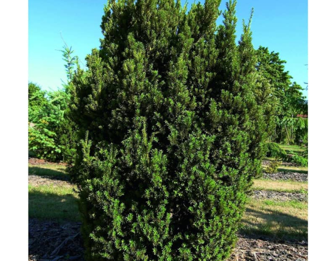 Tisă mijlocie ´Hillii´