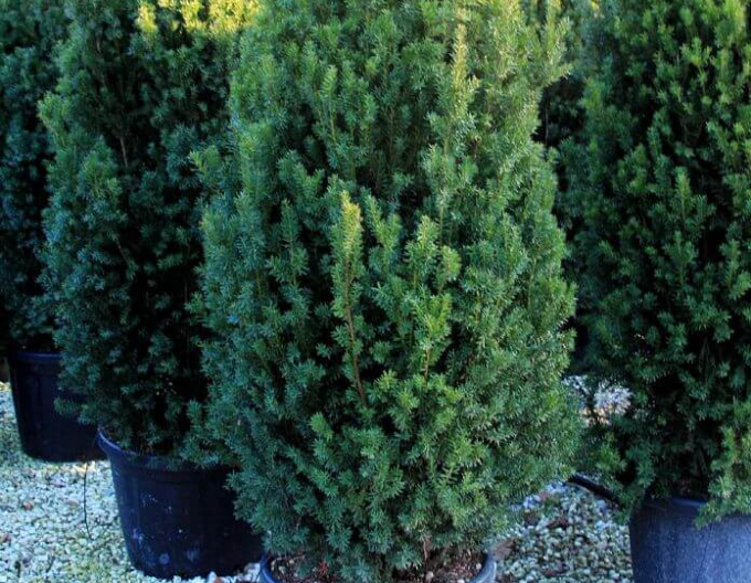 Tisă mijlocie ´Hillii´