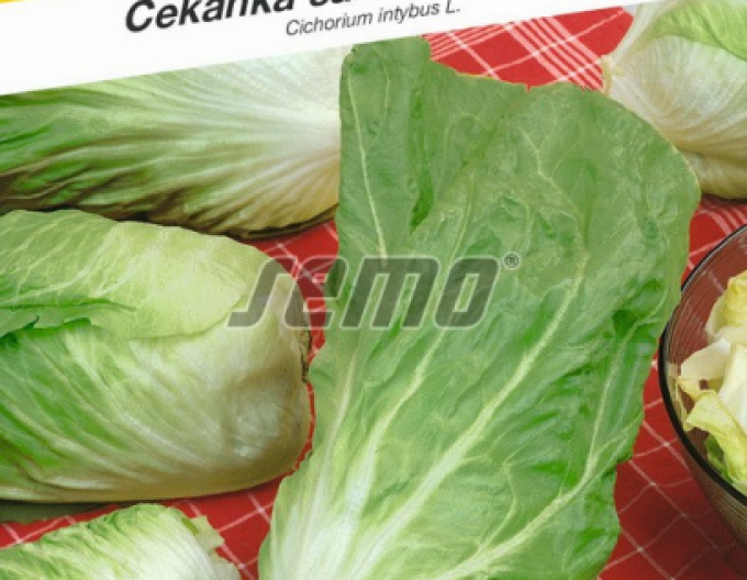 Semințe Cicoare salată de salată ´Bravo´