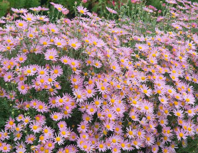 Crizantemă Clara Curtis