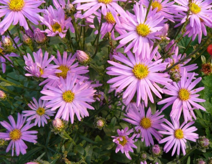 Crizantemă Clara Curtis