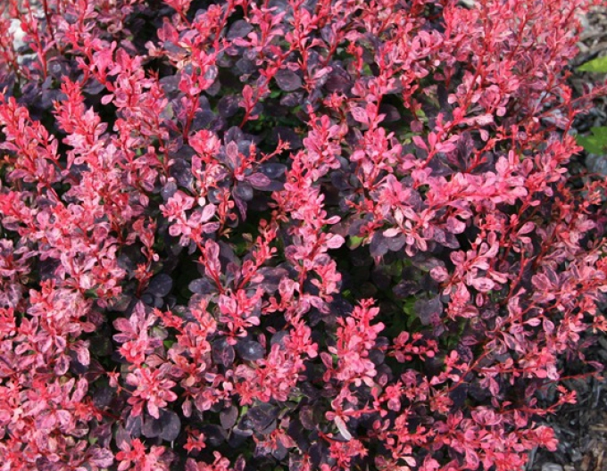 Berberis thunbergii ´Inspirațion´