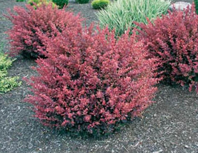 Berberis thunbergii ´Inspirațion´