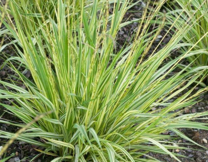 Molinia  Variegata