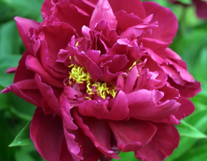 Bujor chinezesc ´Karl Rosenfield´´