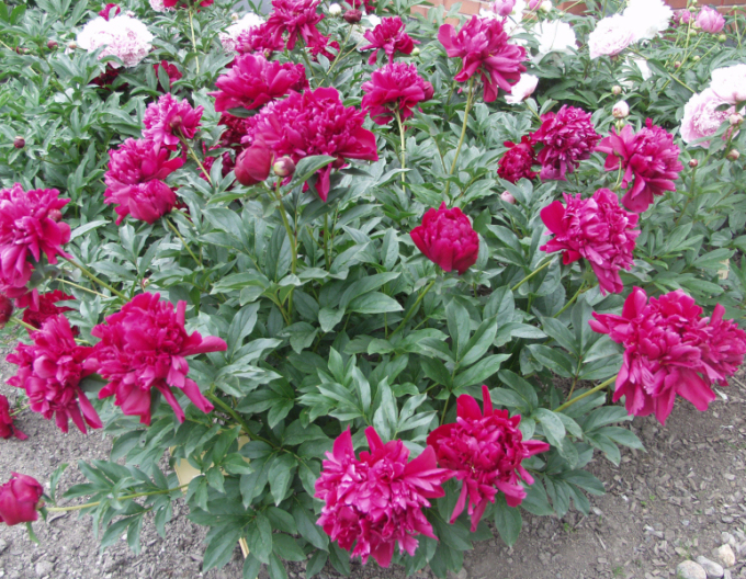 Bujor chinezesc ´Karl Rosenfield´´