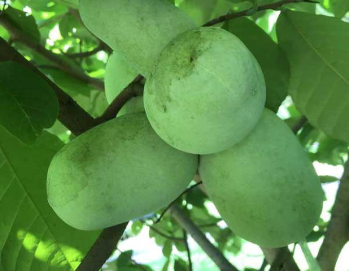 Asimina tricolour ´Paw Paw´ - Banana Nordului