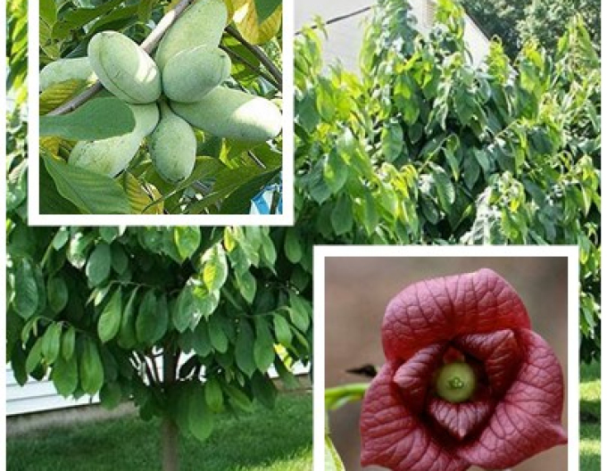 Asimina tricolour ´Paw Paw´ - Banana Nordului