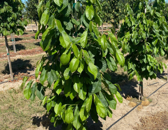 Asimina tricolour ´Paw Paw´ - Banana Nordului
