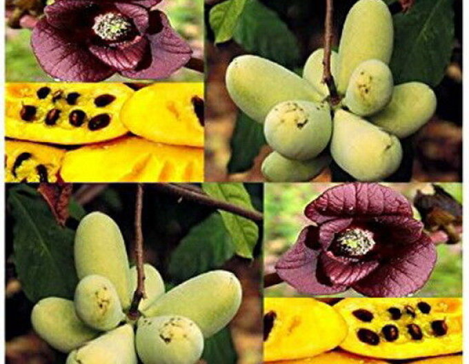 Asimina tricolour ´Paw Paw´ - Banana Nordului