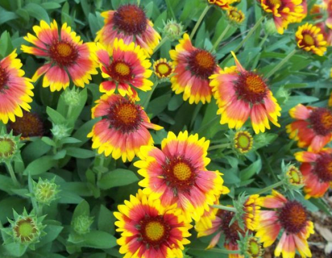 Gaillardia  ´Arizona Sun´