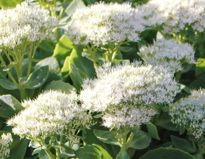 Stonecrop Stardust