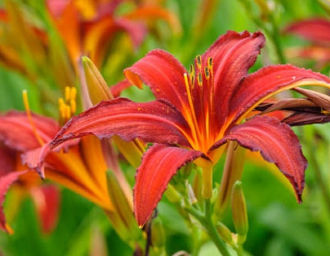 Crin de o zi Crimson Pirate